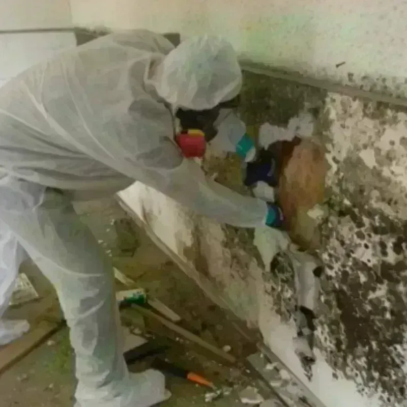 Mold Remediation and Removal in Franklinton, LA